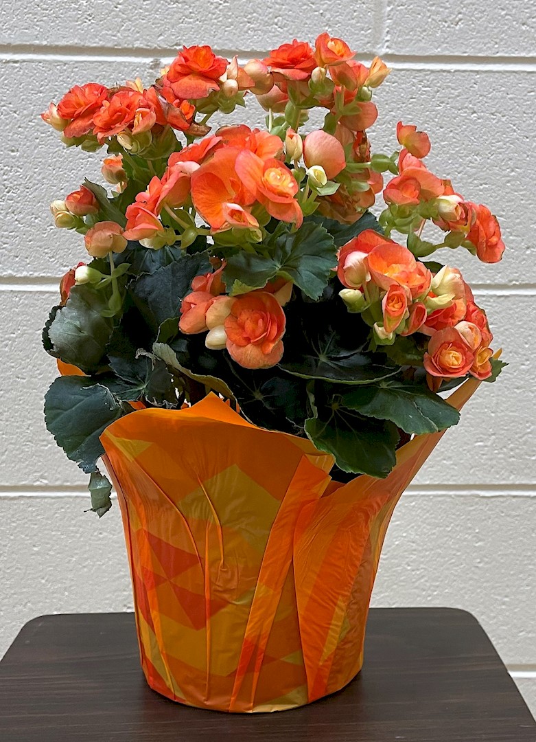 Flowers from The Hartwig Family - Perry, Steph, Beau, Luke, and Rachael