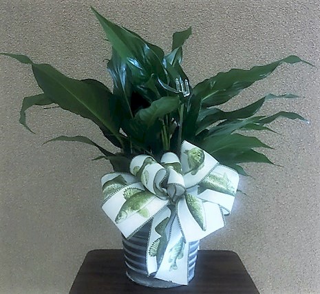 Flowers from Rebecca, Shandra, Rae, Aria, and Benito