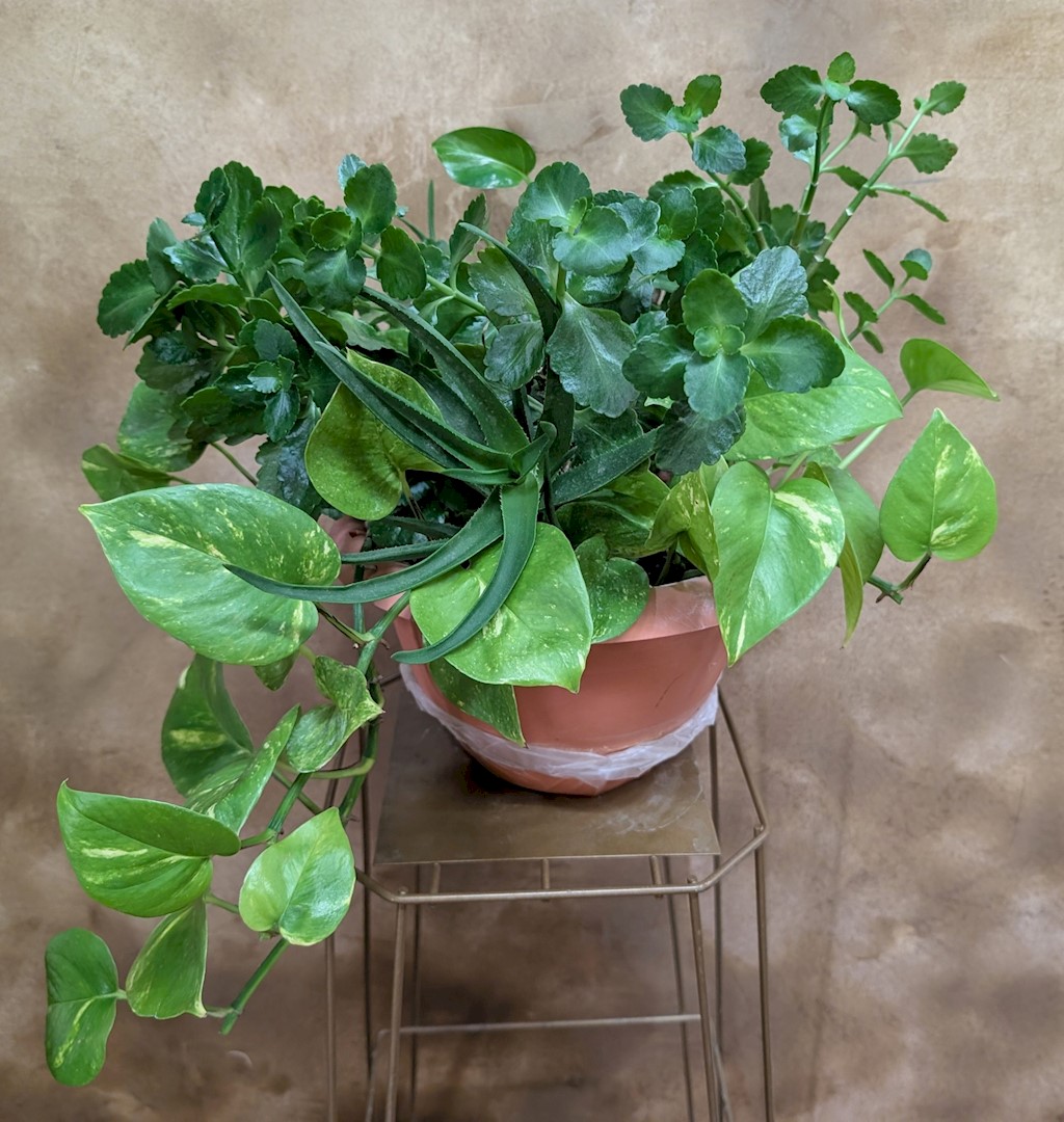 Flowers from Mike Moses Family