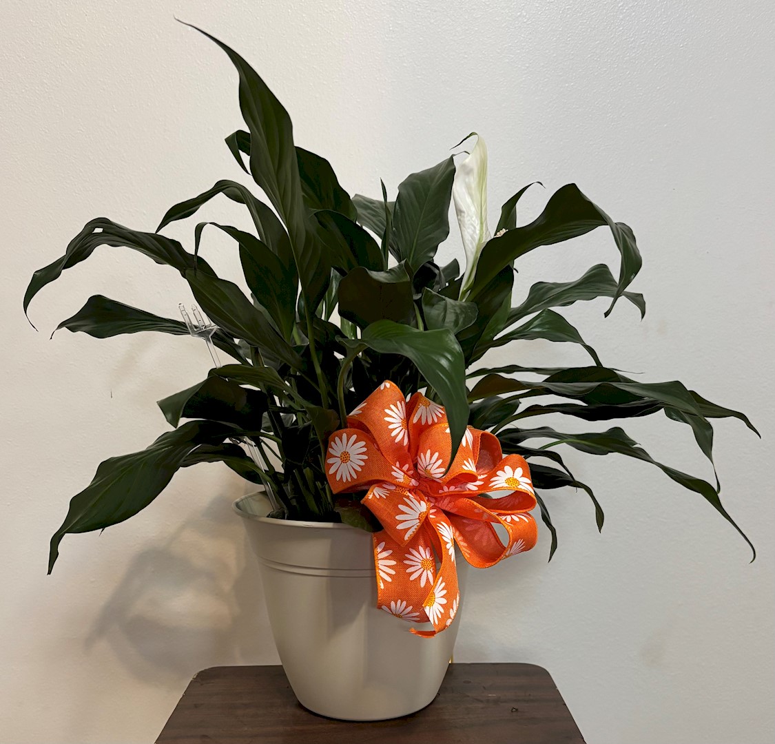 Flowers from Dakota Country Pharmacy