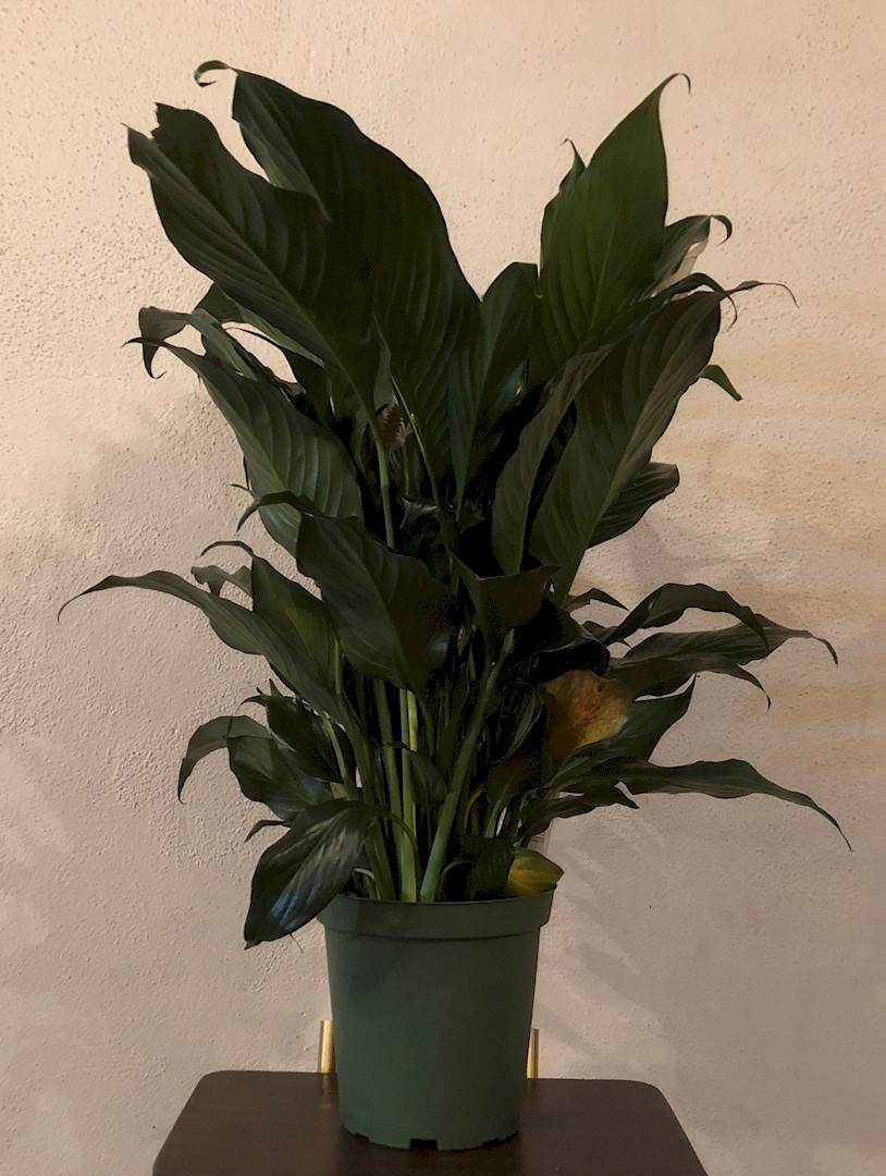 Flowers from Your Principal HR Team
