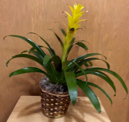 Flowers from Eddie's Truck Center