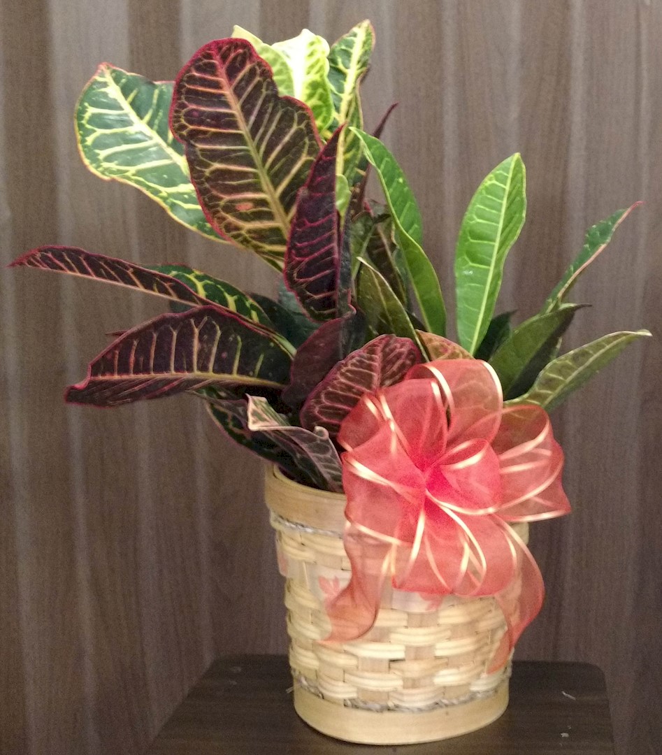 Flowers from Patty Kjerstad