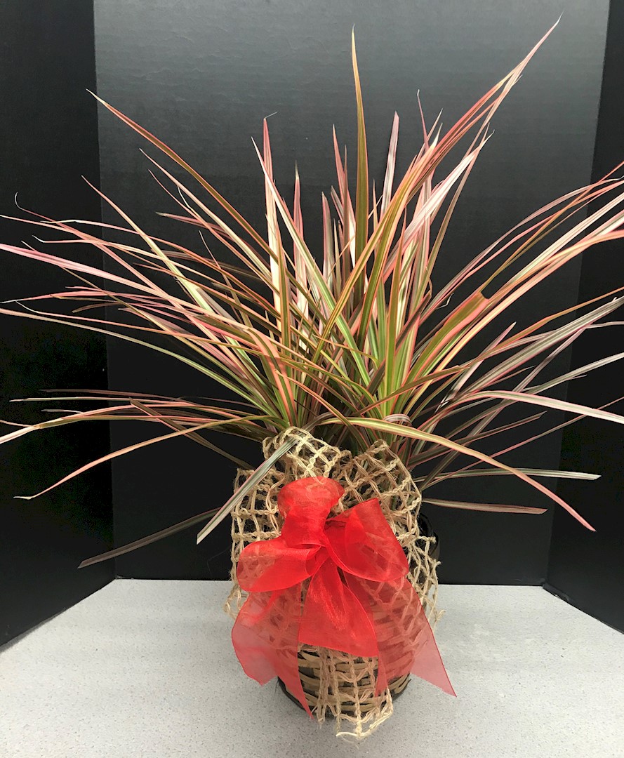 Flowers from Stephanie and Wyatt Volmer Family