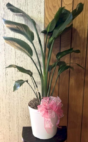 Flowers from Tom Parquet and Kristi, Jake, and Remington Heidrich