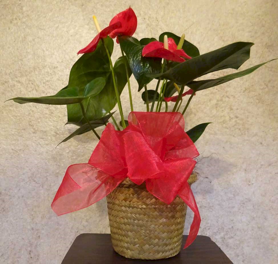 Flowers from Nick, Robin, and Nicholas