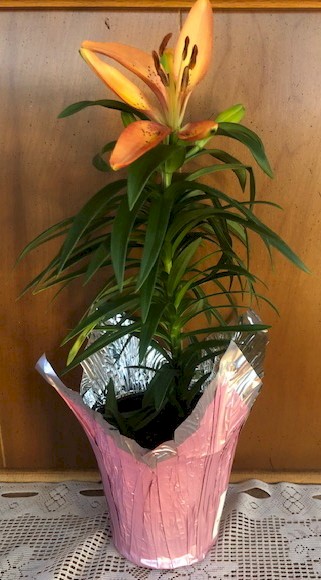 Flowers from Rick, Robin, Jessie, and Brittany Muir; Sheri, Nick, Tim, Dani, and Cameron; and Traupel, Muir, and Steen Families