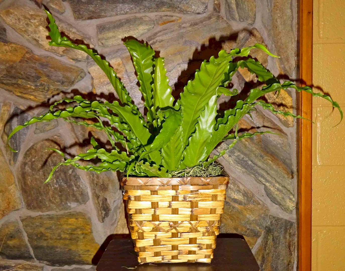Flowers from Wall Building Center