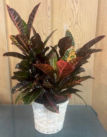 Flowers from Kadoka Nursing Home Residents, Staff, and Board of Directors