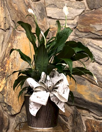 Flowers from Joanie, Kevin, Danny, and Drew Howland
