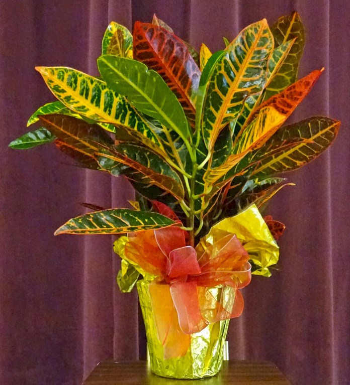 Flowers from Kim, Bonnie, and Brad - Kadoka School Custodians