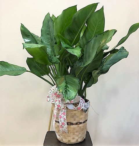 Flowers from Noelle and Jhett Jacquot