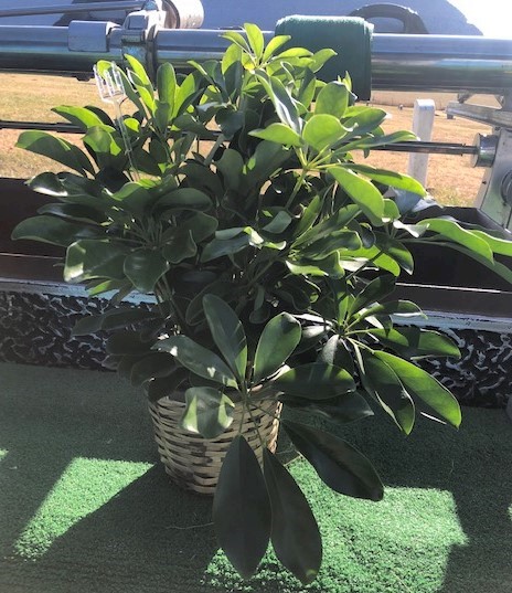 Flowers from Kadoka Nursing Home Residents, Staff, and Board of Directors